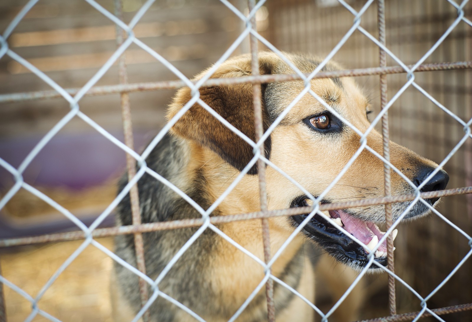 3 Campaigns That Nailed Storytelling for Animal Shelters | What's ...