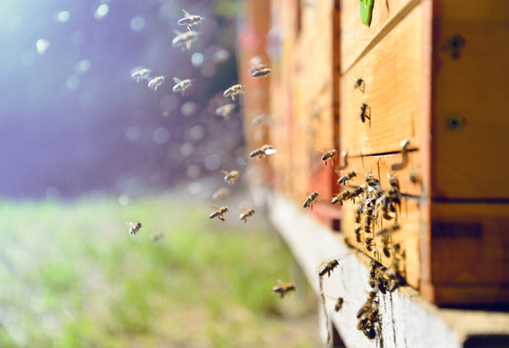 Bees swarming by hive.