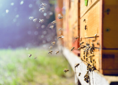 Bees swarming by a hive.